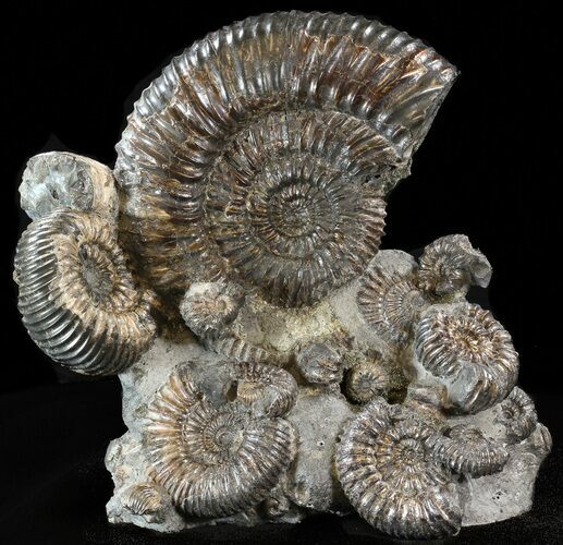 Biocoenosis & Speetoniceras Ammonite Association #38827